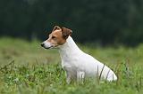 JACK RUSSEL 229